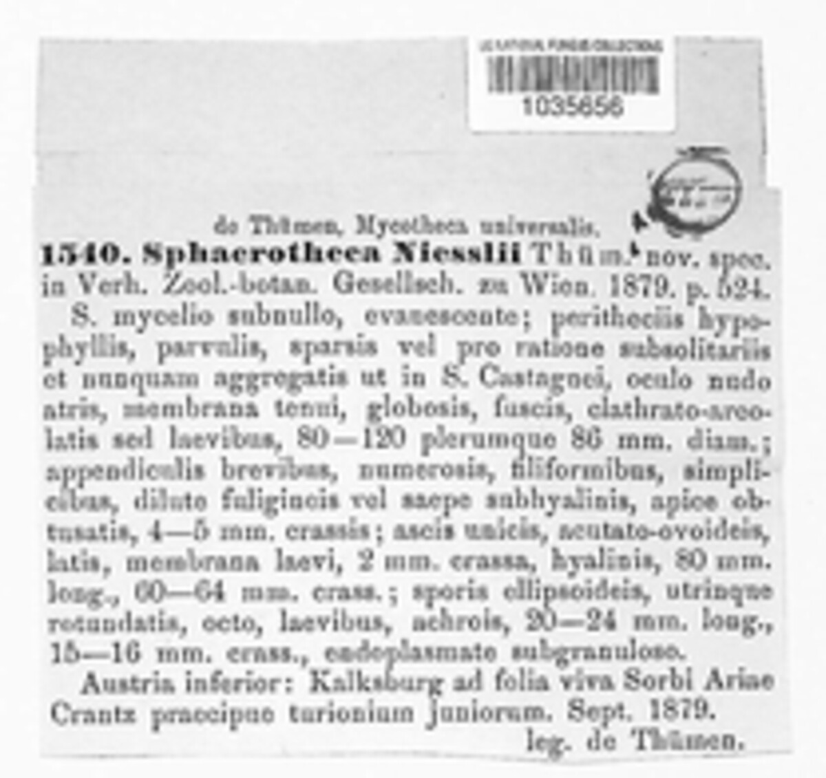 Podosphaera niesslii image